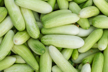 Pile green cucumber collection outdoor