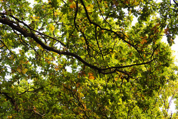 Obraz premium Woodland scene at the start of autumn