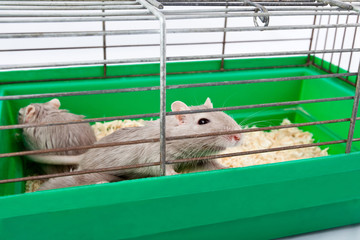 mouse gerbil cage house cell