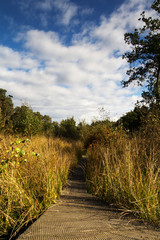 Woodland scene at the start of autumn