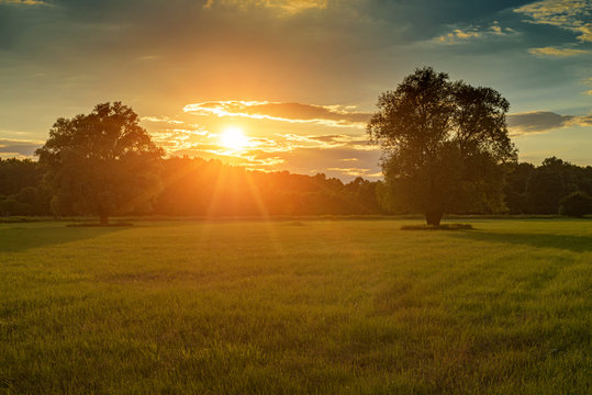Meadow with flowers and trees during sunset