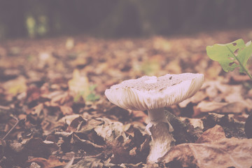 Woodland scene at the start of autumn Vintage Retro Filter.