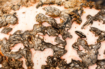 
Close up of skin warts of Galeux D'eysines winter pumpkin squash