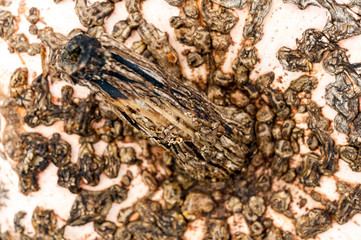 Close up of skin warts and stem of Galeux D'eysines winter pumpkin squash