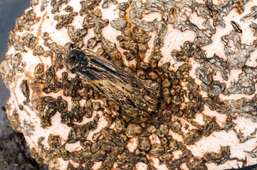 Close up of skin warts and stem of Galeux D'eysines winter pumpkin squash