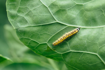 yellow caterpillar on green leaf