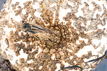 Close up of skin warts and stem of Galeux D'eysines winter pumpkin squash
