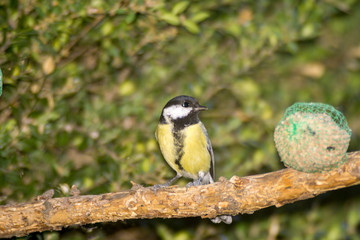 tit eats fat ball at the manger on the perch