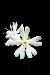 Closeup of Flower on black background