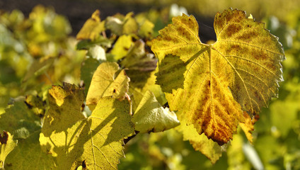 Feuilles de vignes en automne