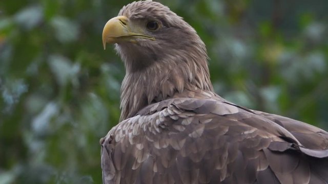whitetailed eagle in germany