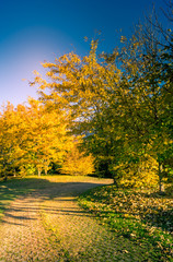 Naklejka na ściany i meble Colorfull panorama on autumn, with yellow tree and colored sky
