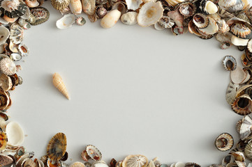 Obraz premium A border with seashells