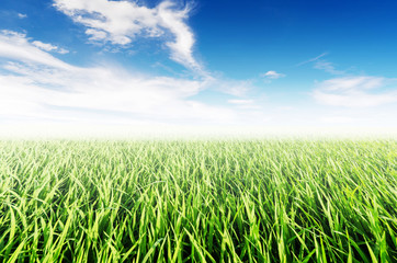 Rice field green grass blue sky cloud cloudy landscape background