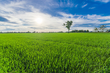 Rice field green grass blue sky cloud cloudy landscape background