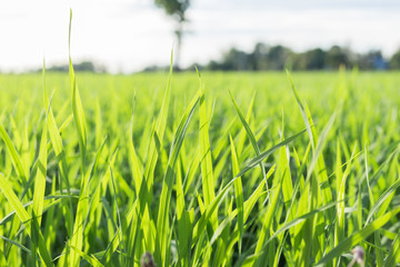 Rice field green grass blue sky cloud cloudy landscape background