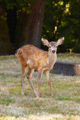 Black-tailed Deer Fawn-Wildlife in Port Angeles-WA