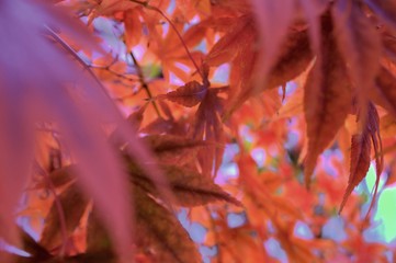 Tiny Fall in the jungle of Japanese maple