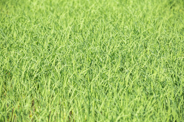 Rice field green grass blue sky cloud cloudy landscape background