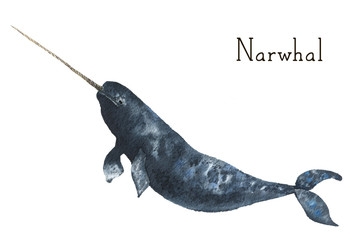 Watercolor narwhal. Whale illustration isolated on white background. For design, prints or background - obrazy, fototapety, plakaty
