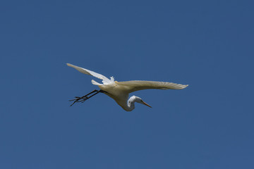 Fototapeta na wymiar Great White Egret flying by