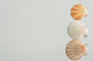 A row of seashells