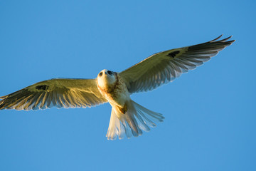 Young Whitetailed Kite in flight