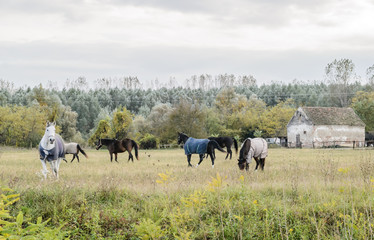 Horses on pasture