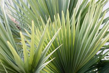 group of palm leaf,green leaf,pattern background