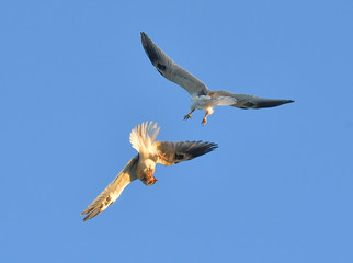 Two Whitetailed kites fighting in midair