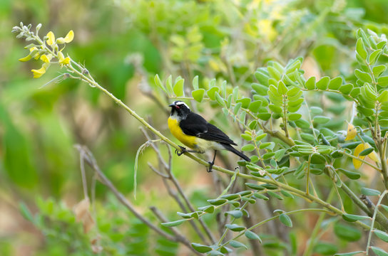 Bananaquit 
