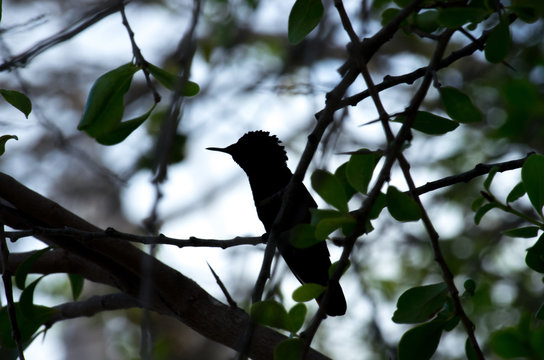 Humming-bird silhouet