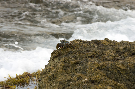 Crab at sea shore