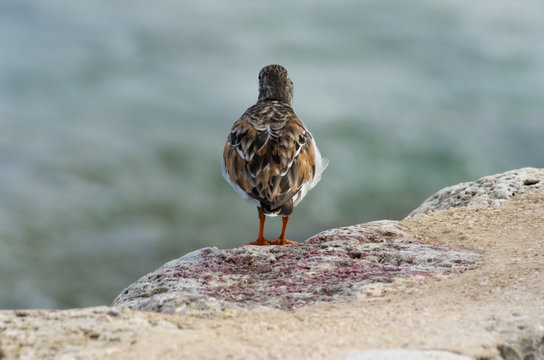 Bird looking at the sea