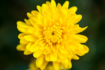 Yellow Flower close