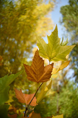 Fototapeta na wymiar Colorful leaves in autumn forest. Riopar,Spain 