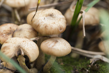 Honey fungus Armillaria mellea grows in a fall forest.