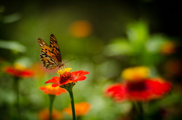 A butterfly in a flower