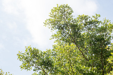 group of green leaf and sky,cloud and blue sky,green leaf from garden,green leaf make oxygen