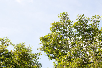 group of green leaf and sky,cloud and blue sky,green leaf from garden,green leaf make oxygen