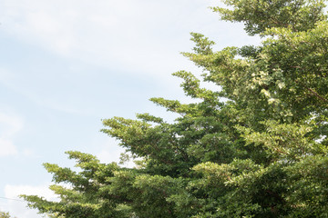 group of green leaf and sky,cloud and blue sky,green leaf from garden,green leaf make oxygen