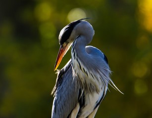 Reiher im Tiergarten in Berlin 