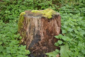 Tree stump 