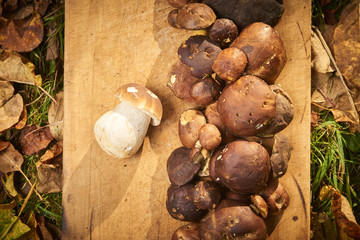 Raw porcini mushrooms, freshly picked and cleaned, ready for cooking on the cooking board with autumn leaves around.
