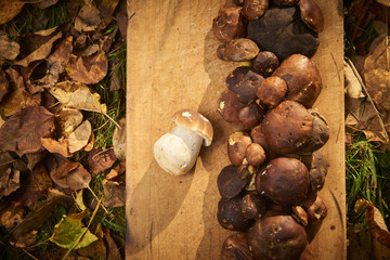 Raw porcini mushrooms, freshly picked and cleaned, ready for cooking on the cooking board with...