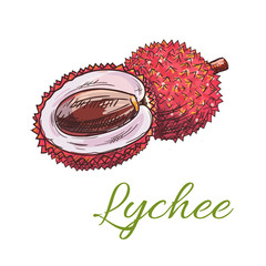 Fresh lychee tropical fruit sketch icon