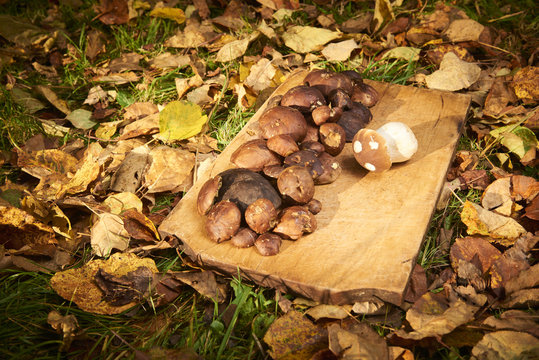 Raw porcini mushrooms, freshly picked and cleaned, ready for cooking on the cooking board with autumn leaves around.
