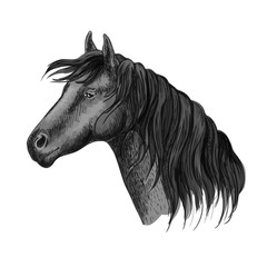 Horse head sketch portrait