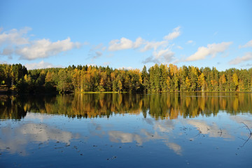 Forest and old trees under the blue sky on the shore of the lake