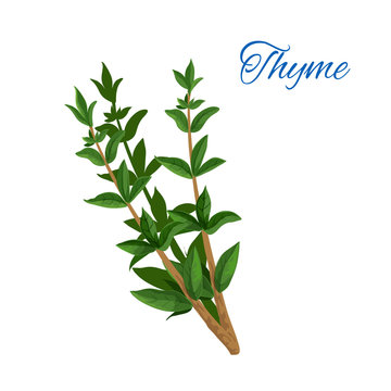 Thyme branch herb with leaves isolated icon